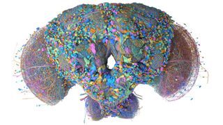 Scientists mapped the complete brain and central nervous system of an adult male fruit fly for the first time. Days later the full MaleCNS v1.0 fruit fly connectome was being trained to play Doom and Mario 64.