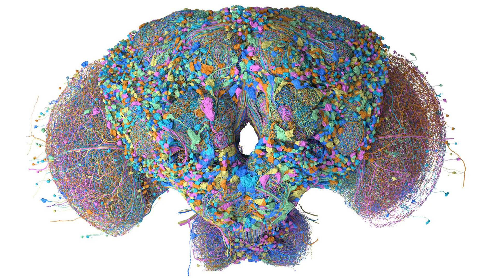 Fruit fly brain mapped