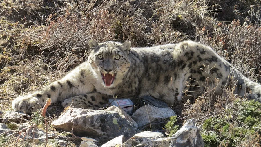 Snow Leopards: How a Symbol of Kazakhstan Turned into a Vulnerable Species