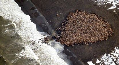 Not able to find sea ice, almost 35,000 walrus take over an Alaskan beach