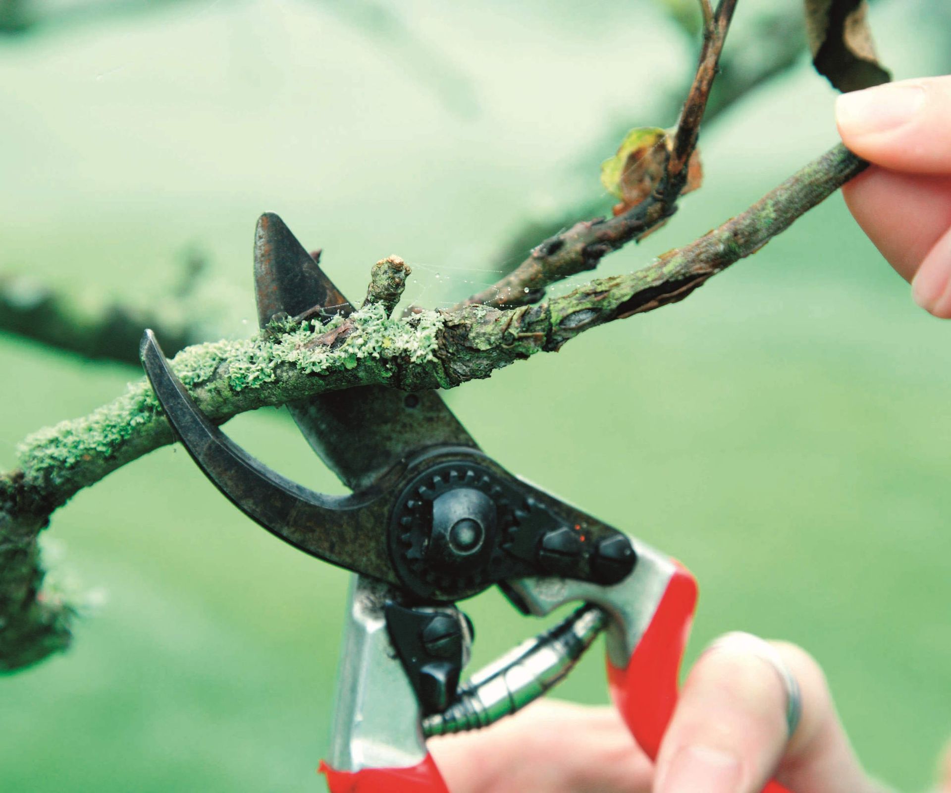 Expert tips for pruning fruit trees in winter correctly | Homes and Gardens