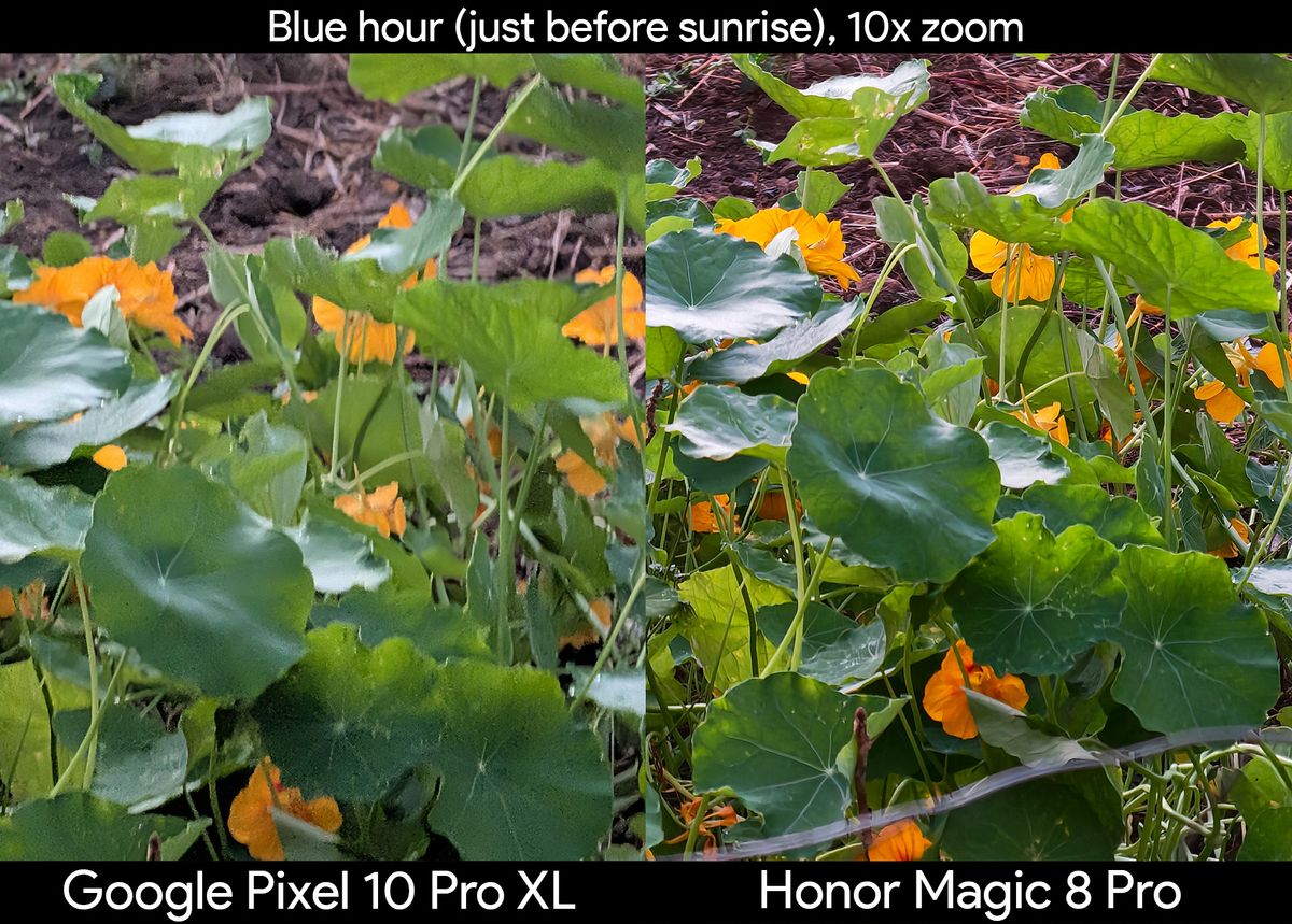Comparing zoom photos at blue hour of foliage between the Honor Magic 8 Pro and Google Pixel 10 Pro XL