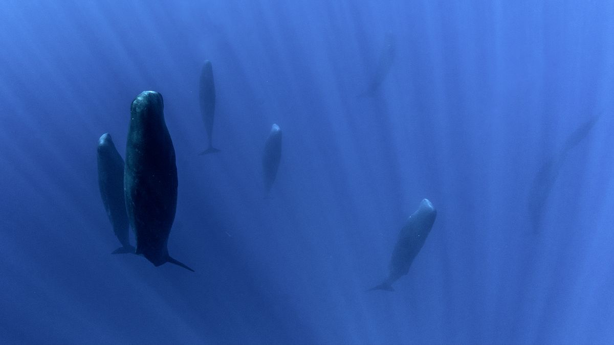 How do marine mammals sleep underwater?