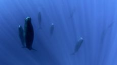 Sperm whales in the ocean. Underwater photography.