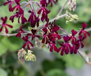 Pelargonium sidoides in bloom with magenta flowers in summer