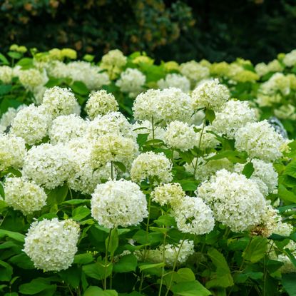 Blooming smooth hydrangea bushes