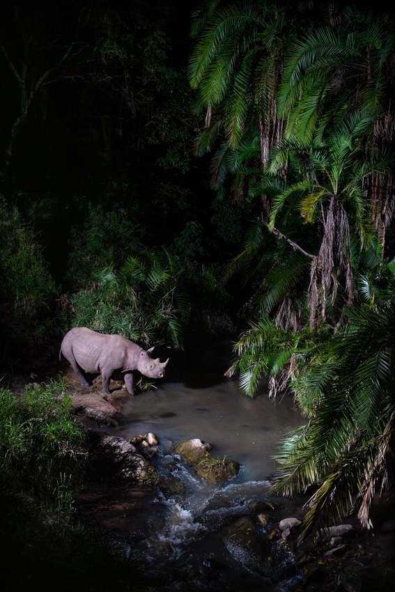 A rhino stepping into a brook at night, surrounded by lush vegetation, in Kenya's Masai Mara national park
