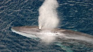 A fin whale blowing water out of its blowhole