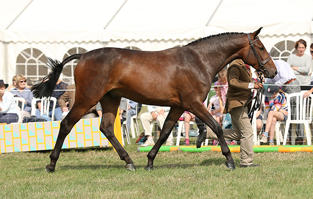 Bucks County show 2018
