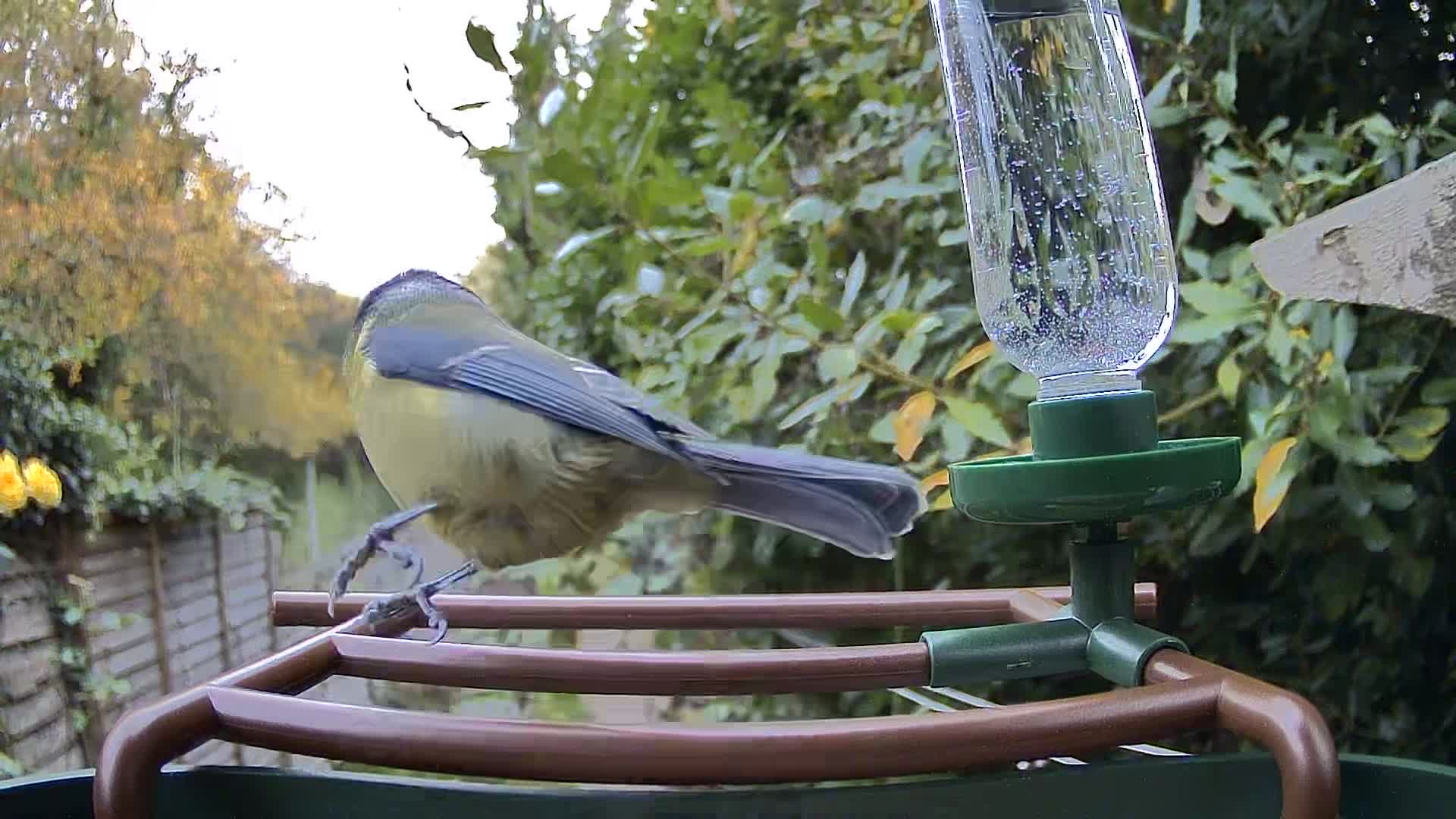 Camouflage EZ Birdfeed photo