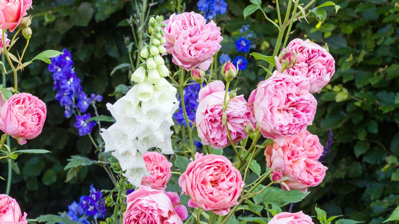 Pink peonies and white foxgloves growing in garden