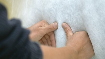 A veterinary physiotherapist performing a treatment on a horse.