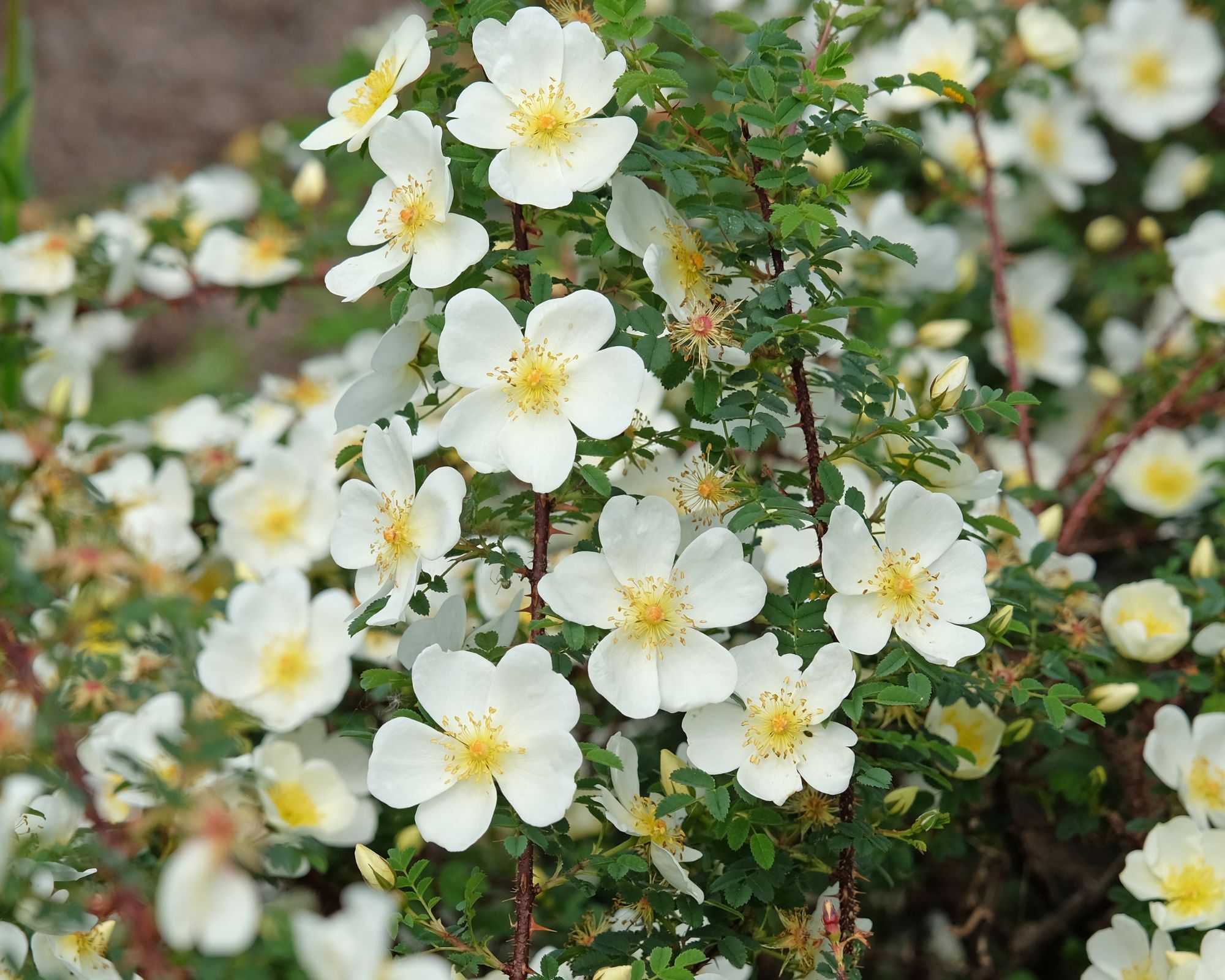 The small scented white flowers on the Scotch Rose