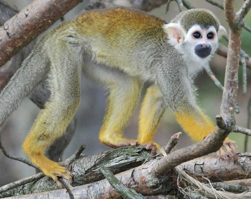 squirrel monkey news, zoo monkey webcams, watch monkeys online, animals, zoo babies