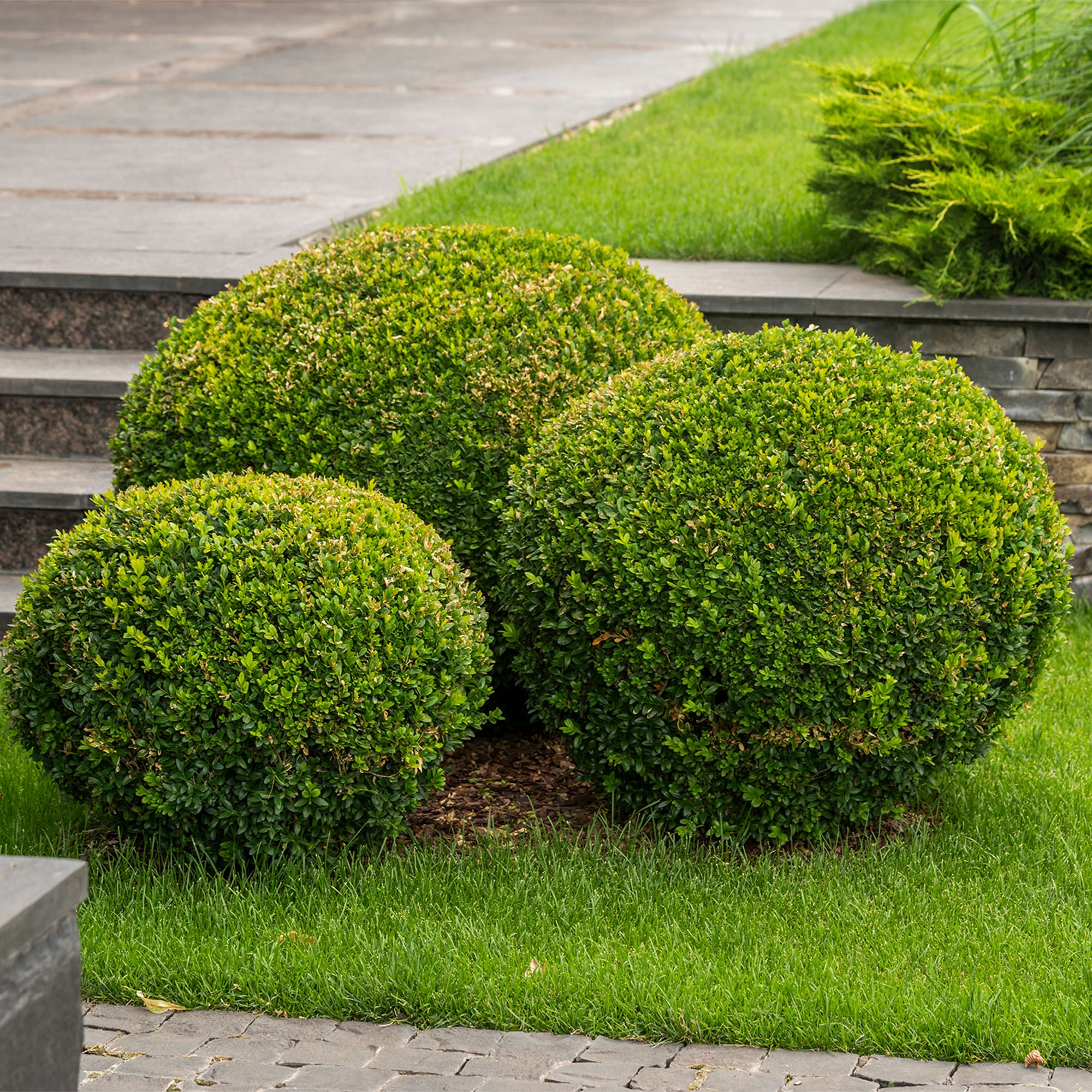 Wintergreen Boxwood Shrub