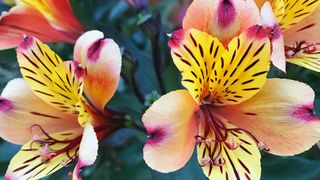 Alstroemerias are exotic-looking flowers loved by bees