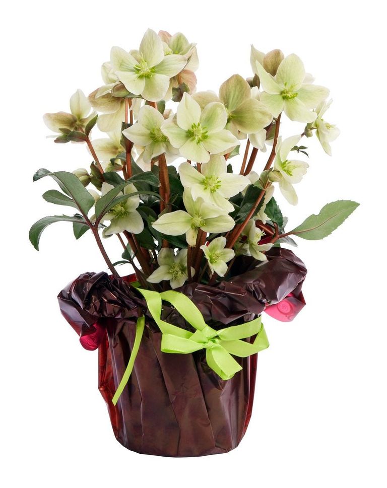 Container Grown Hellebore Can You Grow A Hellebore In A Container