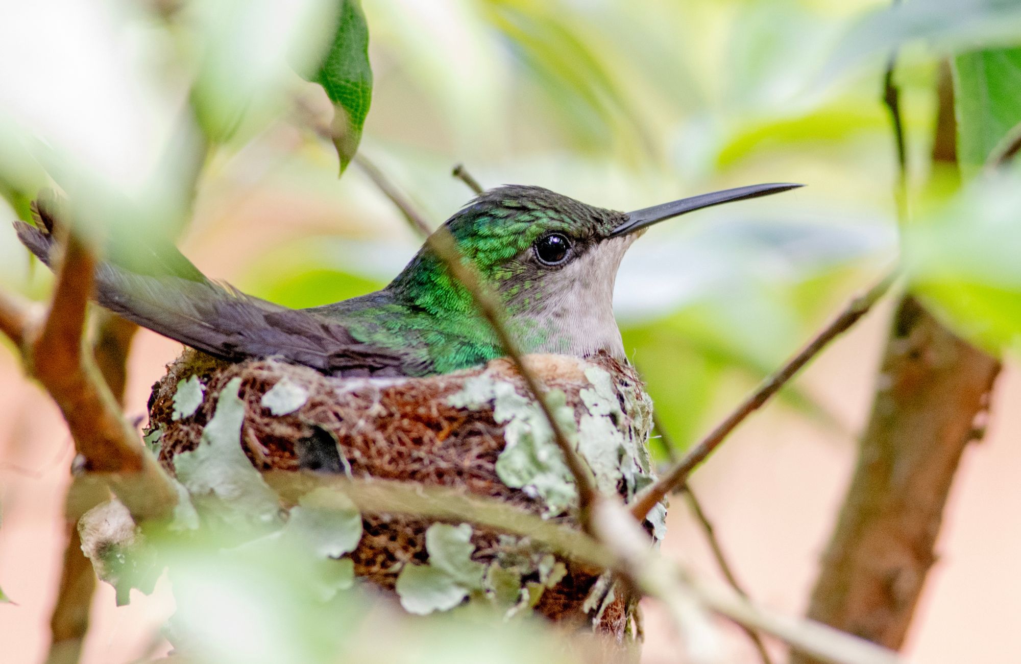 A green hummingbird sitting on a nest in the branches of a shrub