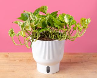 Lemon Meringue pothos in self-watering pot