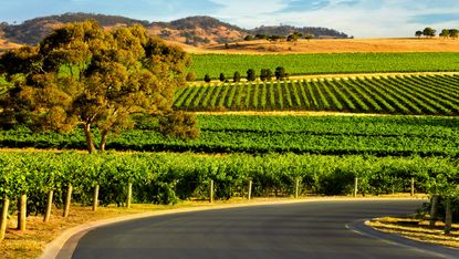 barossa_valley_-_nature_gourmet_retreats_of_southern_australia.jpg