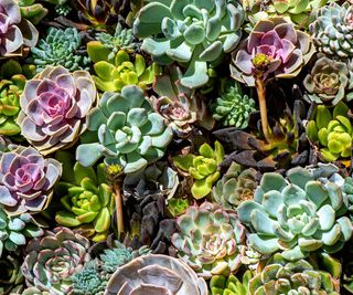 Close-up, full frame image of beautiful sempervivum plants also known as Houseleeks