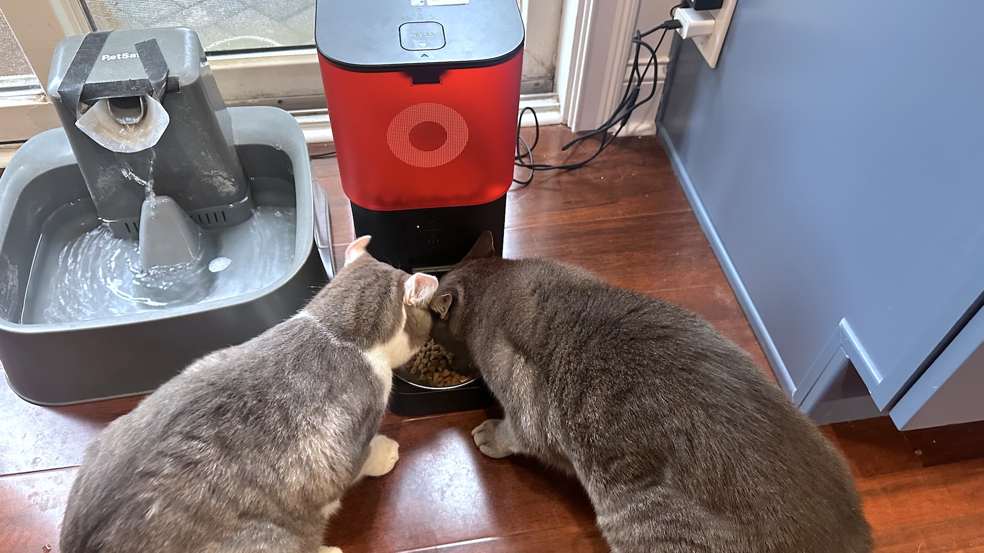 Two cats trying to eat from the same food bowl