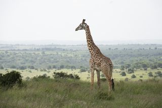 Giraffe in an expansive national park