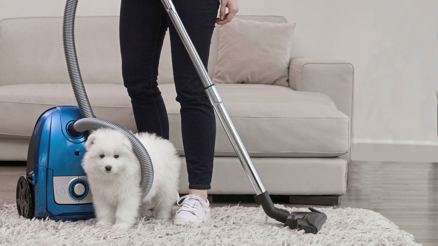 Best vacuums for pet hair 7 powerful vacuums for keeping your home fur