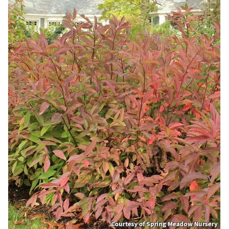 Henry's Garnet Sweetspire - 3 Gallon Shrub