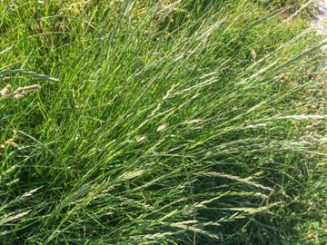 Tips & Information about Specific Lawn Grasses | Gardening Know How