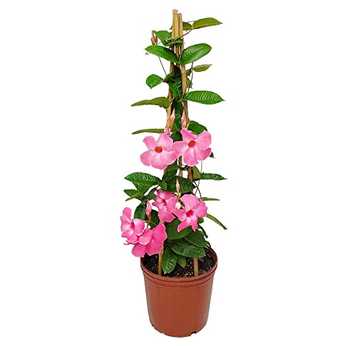 Mandevilla Vine Plants - Pink Giant - Overall Height 36" - Tropical Plants of Florida (plant Only)