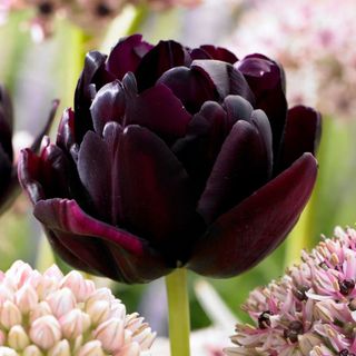 Tulip 'Black Hero'