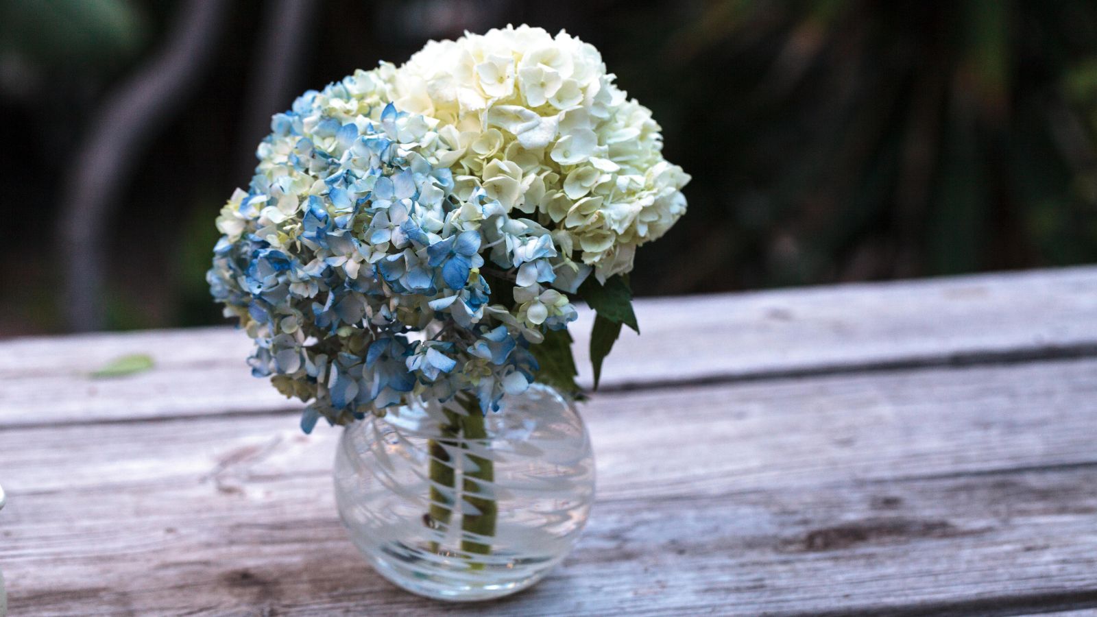Vase of blue and white hydrangeas on a wooden tabletop