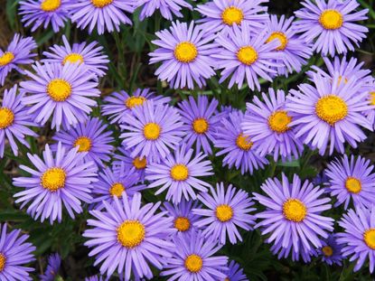 Purple Aster Flowers