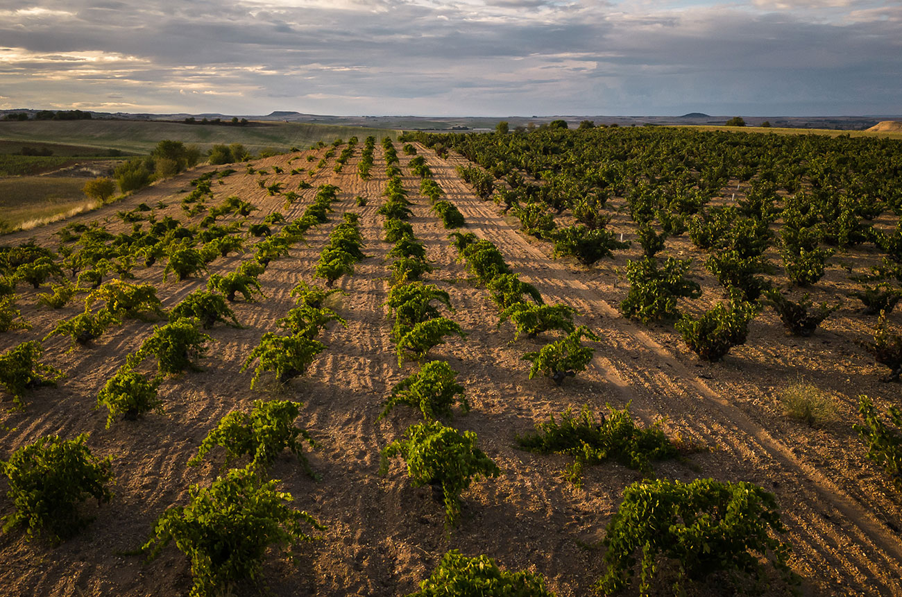 old vines, Toro, Numanthia