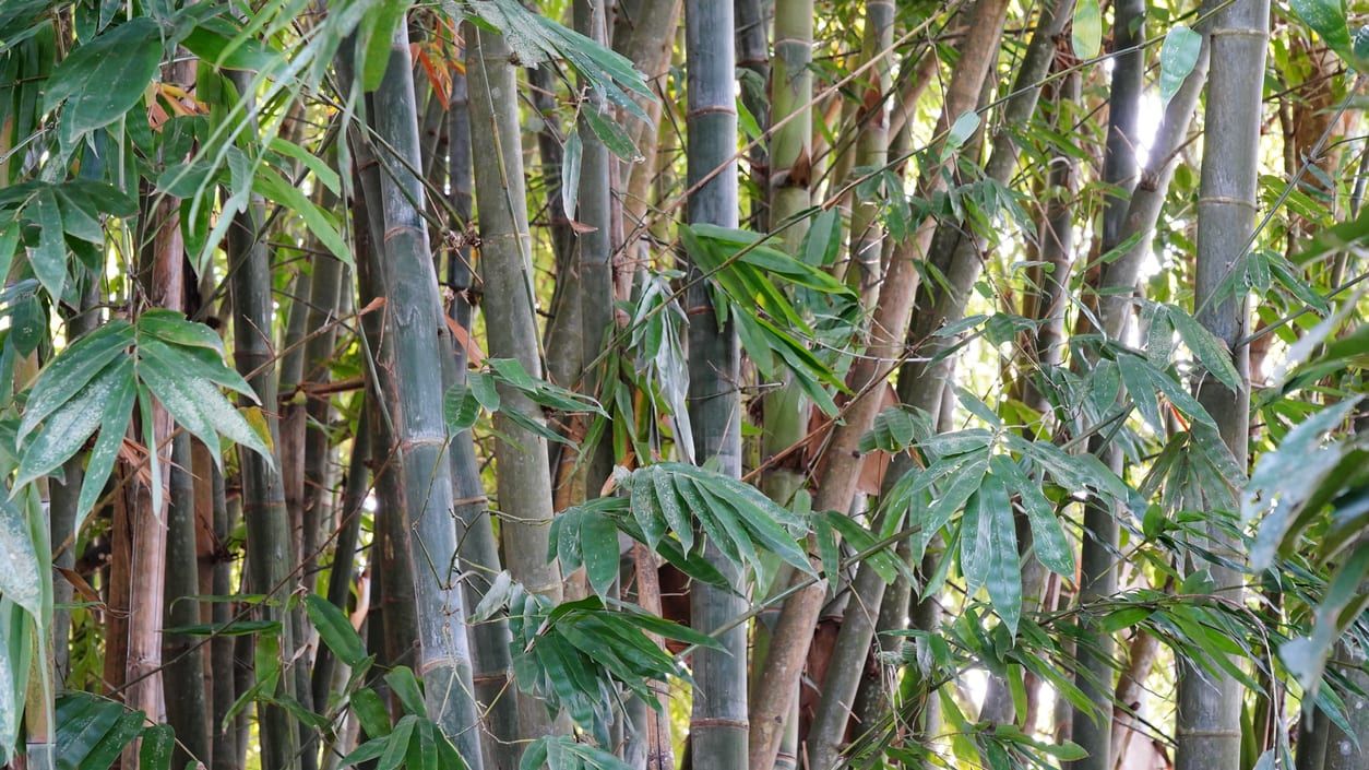 A bamboo forest.