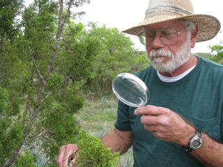 Volunteer Jack Meixner looks at a tree leaf while tracking juniper phenology in Texas as part of USA National Phenology Network efforts. 
