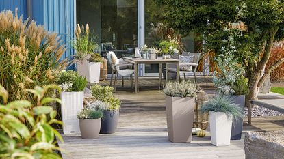 plants growing in containers on a patio
