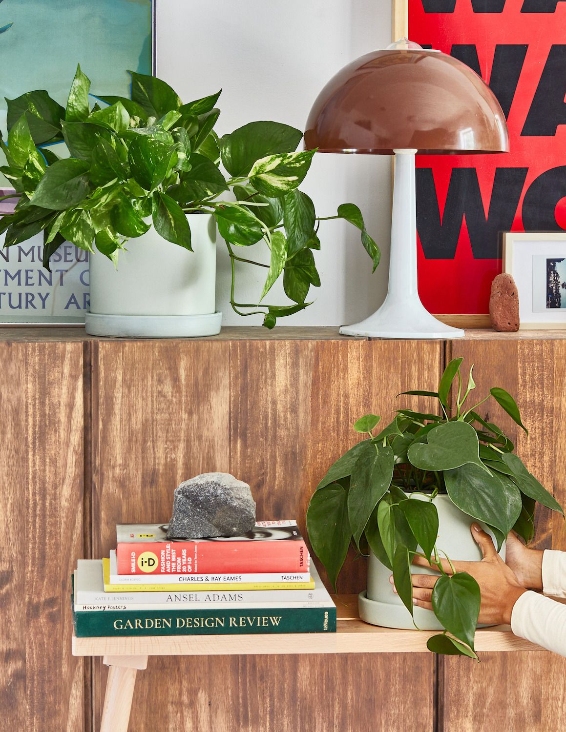 Philodendron and Pothos plants in pots