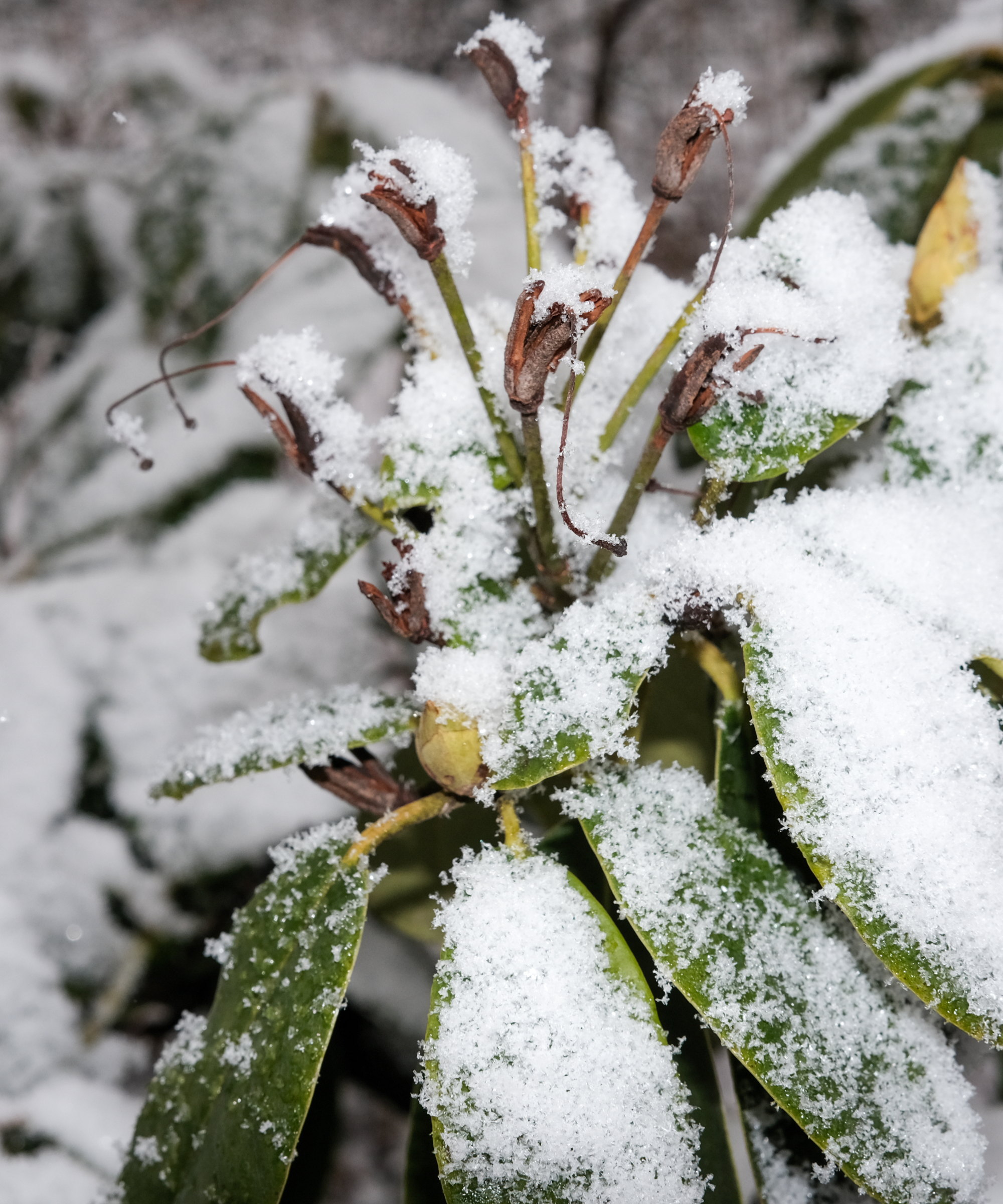 A shrub with green leaves and seed pods covered in a layer of winter snow in the garden