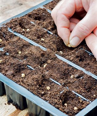 sowing sweet corn seeds in a tray