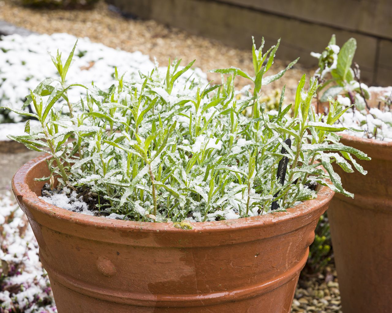 8 Plants To Winterize In Fall: Act Now Or Risk Losing Them | Gardening ...