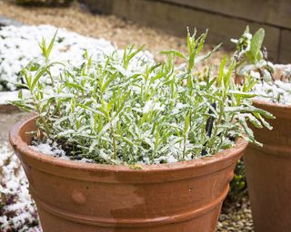 Tarragon in pot in winter