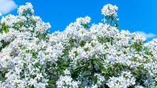 The white flowers of a Mexican orange blossom shrub are blooming against the background of a blue sky