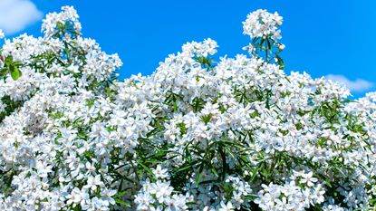 The white flowers of a Mexican orange blossom shrub are blooming against the background of a blue sky