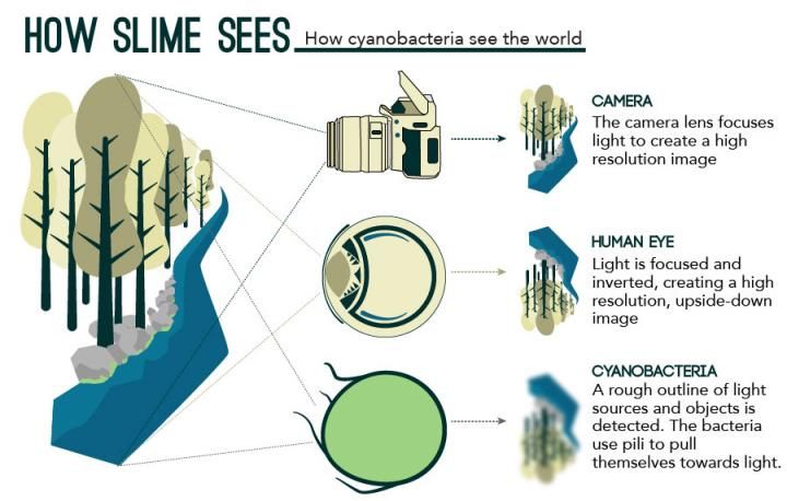 how bacterial slime can see