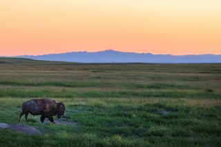 South Dakota landscape with a buffalo against a sunset.