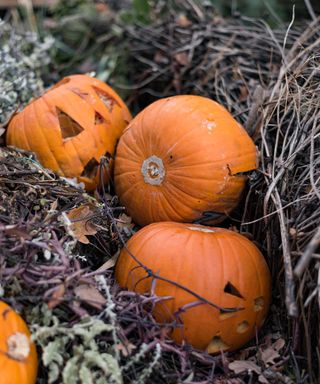 pumpkins on compost heap