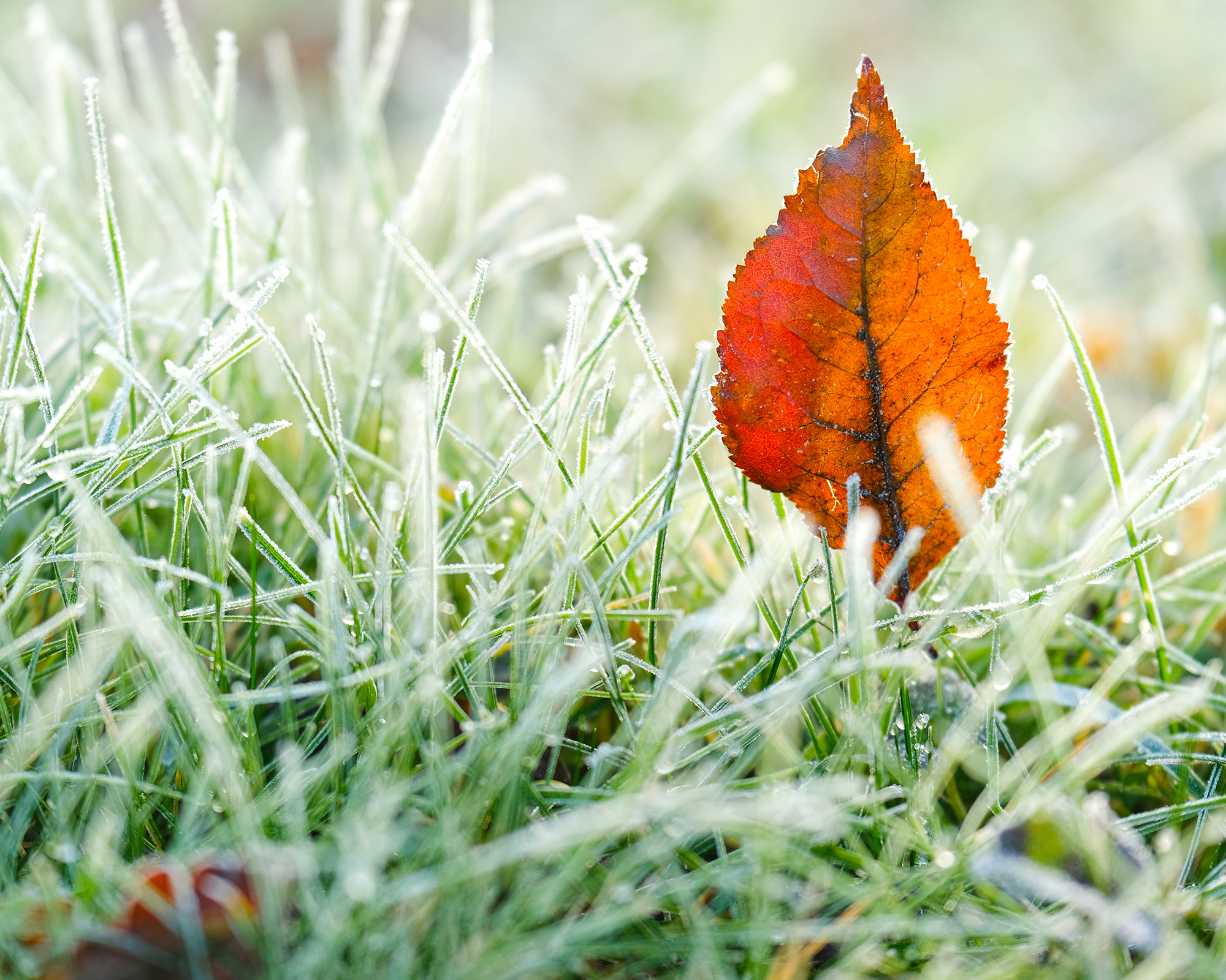 Brown maple leaves in frosty lawn
