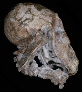 A view of 3-year-old human ancestor Selam's cranium and mandible, with the vertebrae and complete right scapula visible.